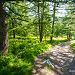 Jolie for�t dans les Hautes-Alpes