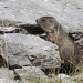 Jeune marmotte juste avant le cirque d'Estaub�