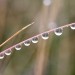 Gouttes de ros�e