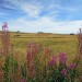Tr�s vert, on le confondrait presque avec l'herbe !