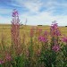 Le plateau d'Aubrac