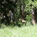 Chamois