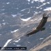 Vautour en vol