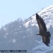 Vautour en vol