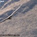Vautour en vol