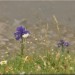 Composition florale