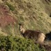 Isard au Cuchet de Garay