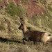 Isard au Cuchet de Garay