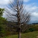Silhouette d'un arbre mort