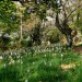 Bois fleuri