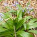 Fleur de montagne