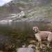 Voyou, notre guide pendant la mont�e