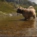 Le lac vert