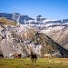 Chevaux devant le cirque de Gavarnie
