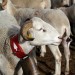 Moutons des Pyr�n�es