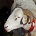Moutons des Pyr�n�es
