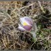 An�mone pulsatille