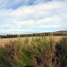 Aubrac