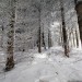 Neige en for�t sur le plateau de l'Aubrac