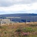 Randonn�e sur Aubrac