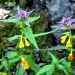 Fleurs dans le Massif des Ecrins, dans les Alpes. Rando au Lac du Lauvitel