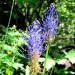 Fleurs Alpines lors de la randonn�e dans le Parc des Ecrins dans les Alpes