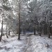 Randonn�e en Aubrac avec la neige