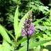 Fleur ramass�e lors de la randonn�e au Lac du Lauvitel dans les Alpes