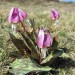 Fleurs d'Aubrac en Loz�re Col de Bonnecombe et Lac de Born