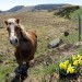 Jonquilles sur l'Aubrac, pr�s du Lac de Born, en Loz�re