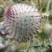 Chardon sur l'Aubrac en Loz�re