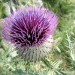 Chardon en fleur sur l'Aubrac en Loz�re