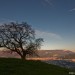 Ch�ne de Venon