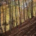 Lever de soleil dans la for�t