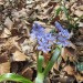 Fleur des sous bois, commune de Druelle, en Aveyron