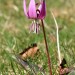 Dent-de-chien (Erythronium dens-canis)