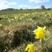 Jonquilles sur l'Aubrac, pr�s du Lac de Born, en Loz�re