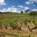 Randonn�e dans les vignes autour de Sainte Croix du Mont