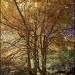 Couleurs d'automne