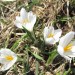 Rando Aubrac: crocus, pr�s du Col de Bonnecombe, en Loz�re