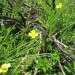 Randonn�e Aubrac: la nature reprend ses droits