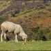 Mouton dans les Pyr�n�es
