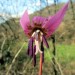 Dent de chien, fleur pr�s de Rodez 