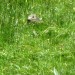 Marmotte au lac du Lauvitel ALPES