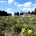 Jonquilles sur l'Aubrac, randonn�e en Loz�re
