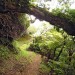 Randonn�e au Mont Aorai � Tahiti