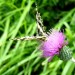 Papillon et fleur rencontr�s en randonn�e 