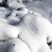 Neige dans la for�t d'Aubrac