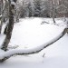 Neige de janvier sur la for�t de Laguiole en Aubrac
