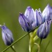 Fleur de montagne dans les Pyr�n�es